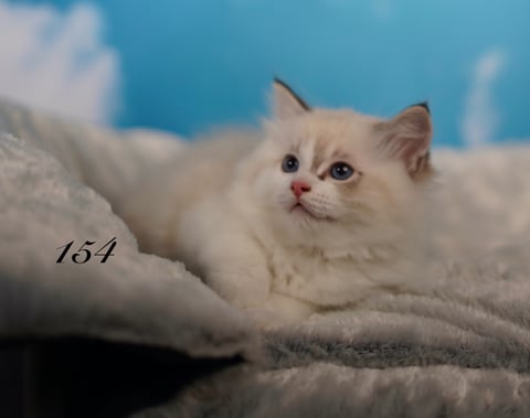 Male Ragdoll Kitten