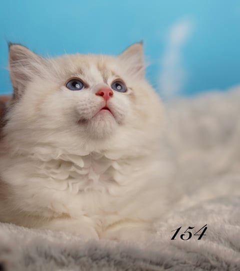 Male Ragdoll Kitten