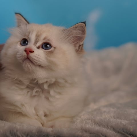 Ragdoll Kitten