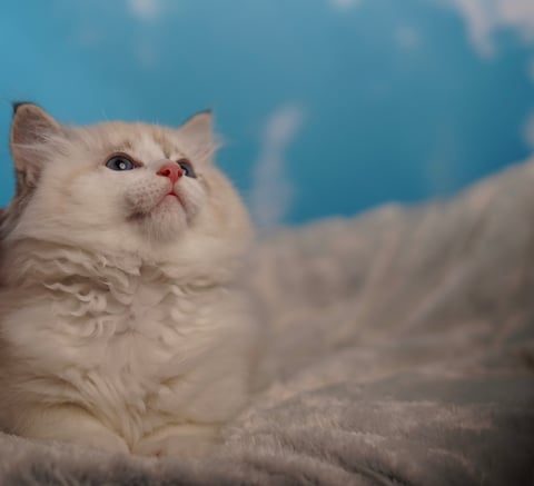 Male Ragdoll Kitten