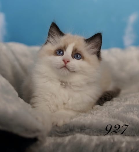 RagalonMale Ragdoll Kitten