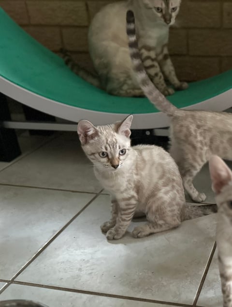 Dikater Bengals - Bengal kitten available