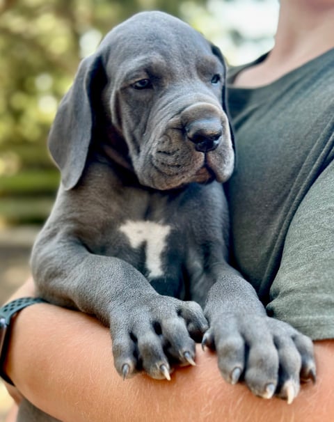 Great Dane Pup 