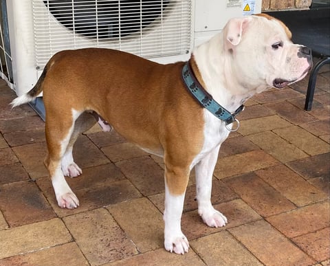 Archie - Smylinstaff Staffordshire Bull Terriers