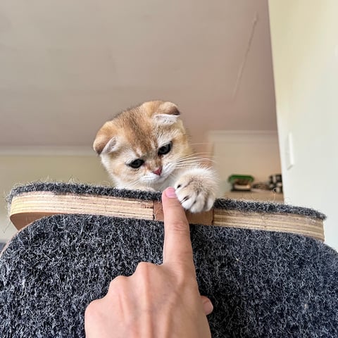 Scottish Fold Kitten Available