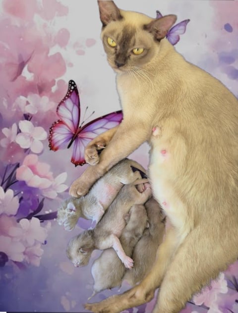 Oramor Chocolate Burmese Queen with her new born l