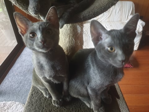 Korat Kittens for sale