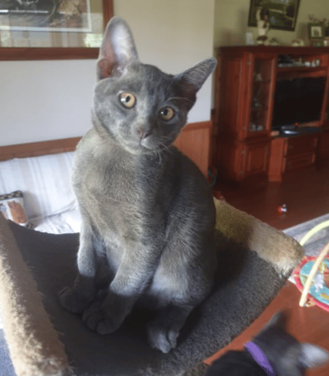 Korat Kitten