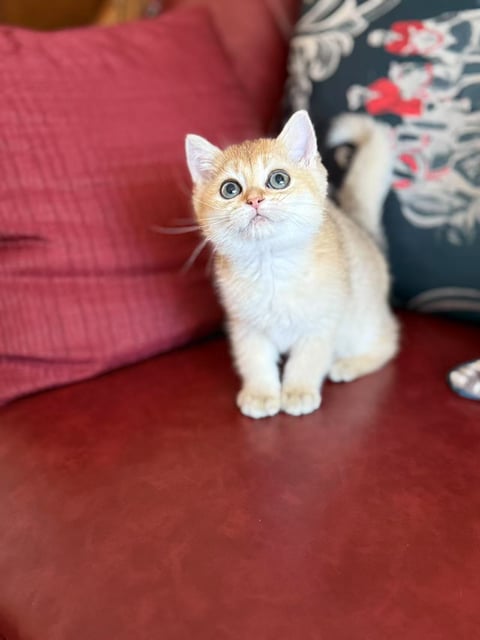 Golden British Shorthair Kitten For Sale