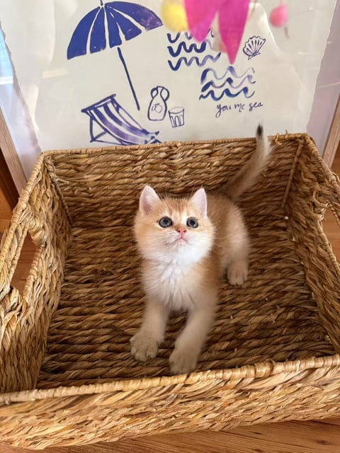 Golden British Shorthair Kitten