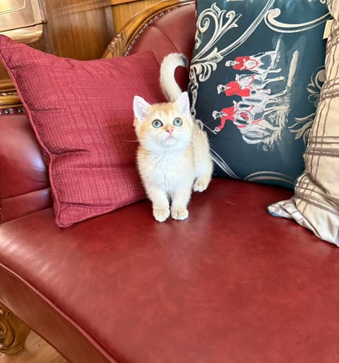 Golden British Shorthair Kitten Available