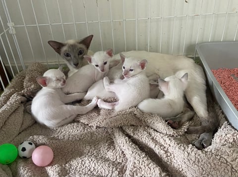 Siamese Lilac Point Kitten males