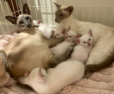 Siamese Kittens Available Now