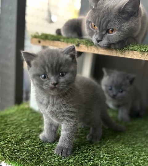 Pure Bred British Shorthair kittens for sale