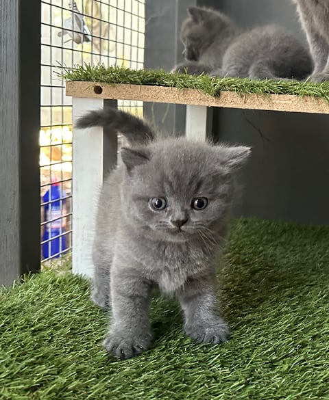 British Shorthair Kitten For Sale 