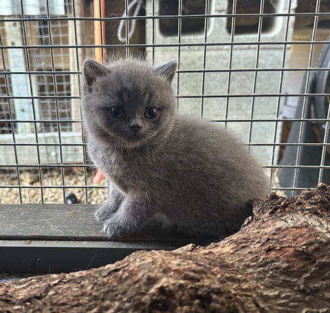 British Shorthair - Pure Bred Blue Males 