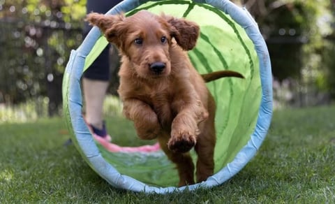 Eireannmada Irish Setter Puppy