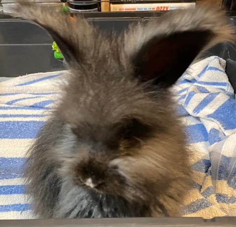 Purebred English Angora Bunny 