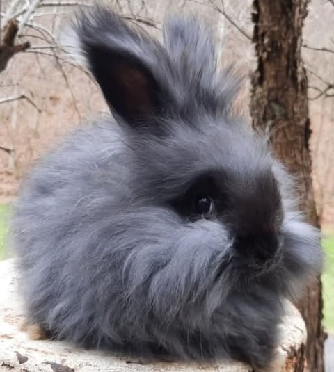 Purebred English Angora rabbit