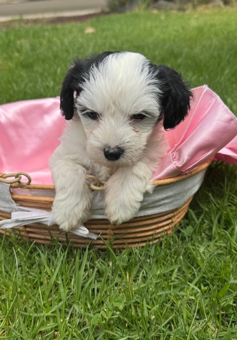 Female - Chinese crested pup