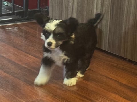 Female Chinese crested puppy