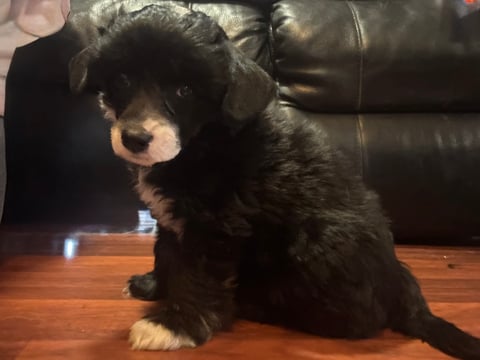 Male  Chinese crested puppy