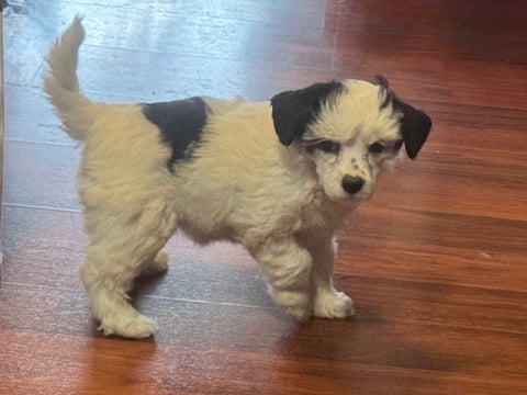 Female - Chinese crested pup