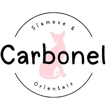  Carbonel Siamese & Orientals 