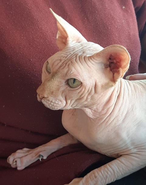 Red boy - Allregal Sphynx
