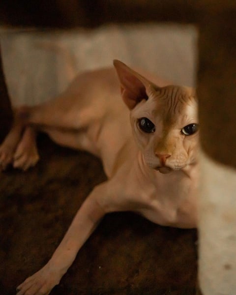 Red boy - Allregal Sphynx Cattery