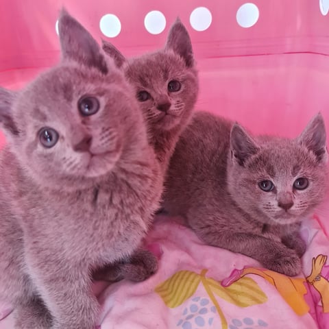 Blue Russian Kittens