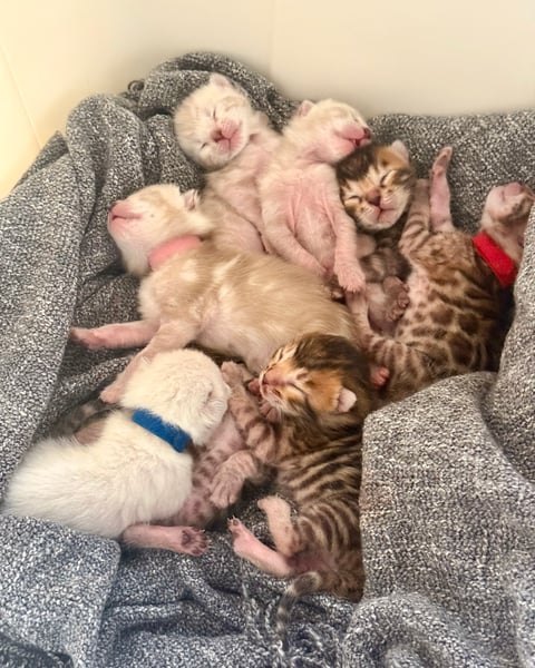 Kittens borning in Sept '25