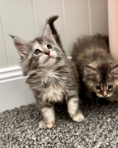 Female blue silver tortie Maine Coon Kitten