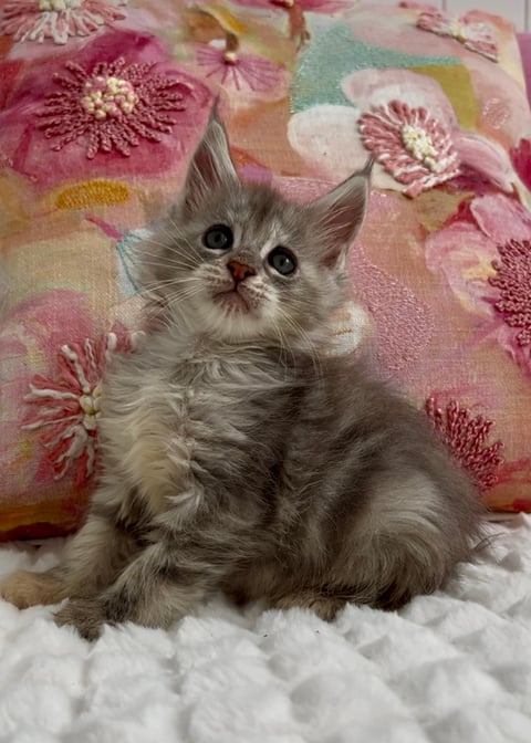 Female blue silver tortie Maine Coon