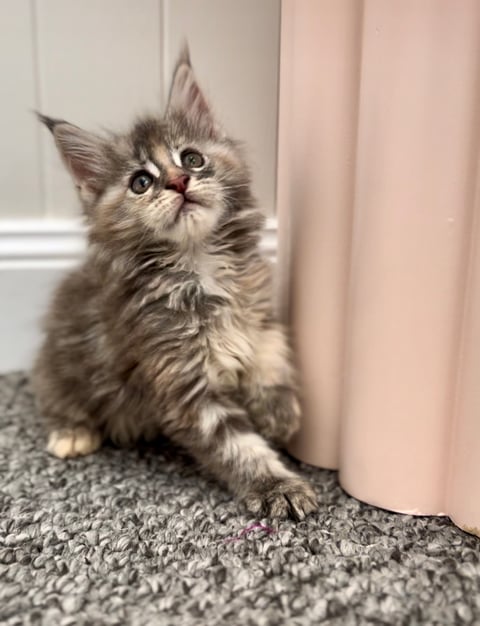 Female blue silver tortie Maine Coon Kitten