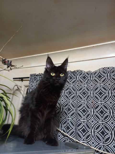 Lily