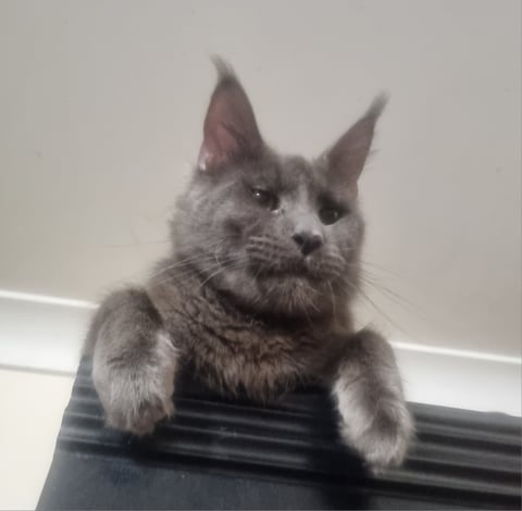 Dad - Mau Mau