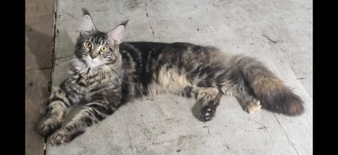 Mum - MONDO MAINE COONS