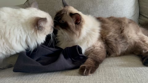 Seal Point Ragdoll Available