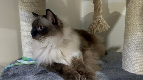 Beautiful Ragdoll Available