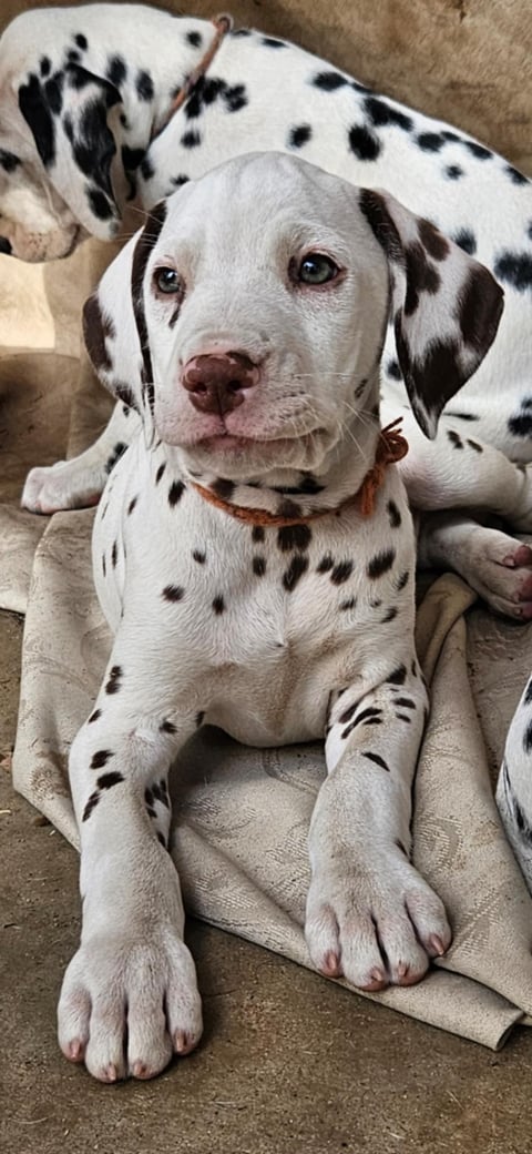 Dimadal Dalmatian pups