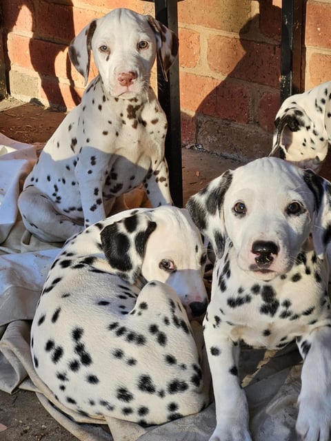 Dimadal Dalmatian puppies 