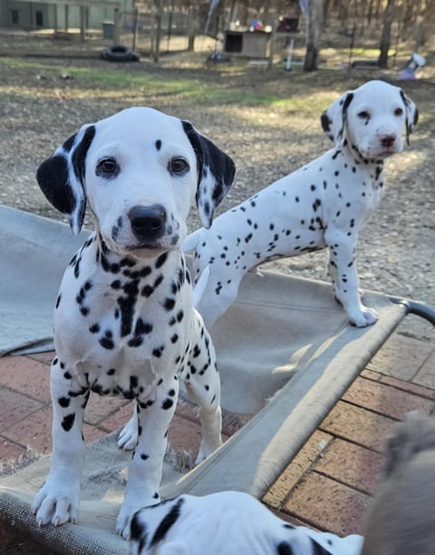 Dimadal Kennels