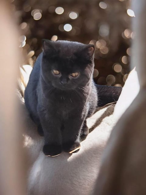 Black female