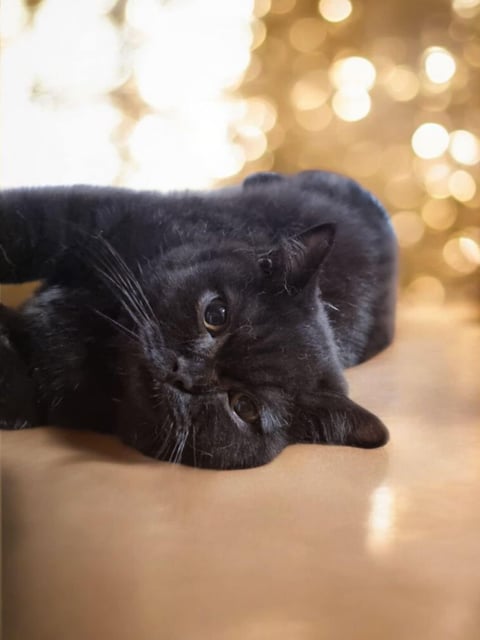 Black male