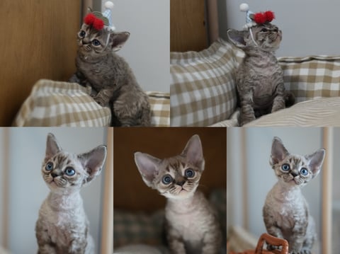 Chocolate tabby boy