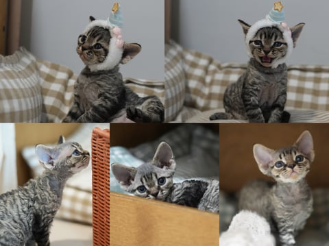 Black tabby boy