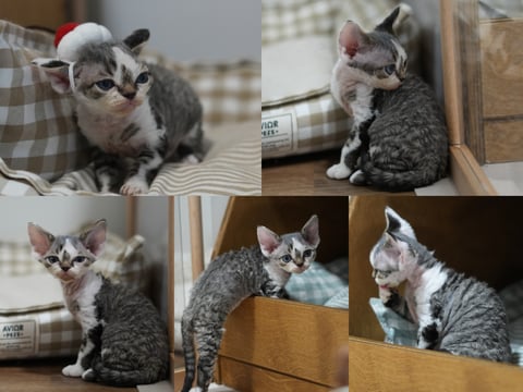 Black & white tabby girl