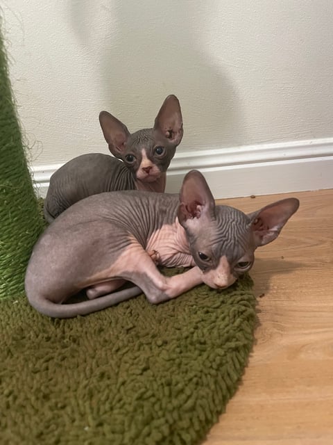 Beautiful Sphynx kittens