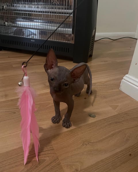 Sphynx kitten